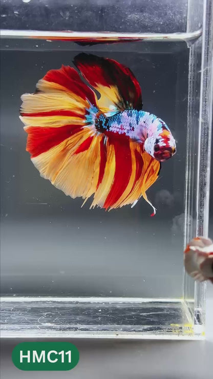 Multicolor Halfmoon Male Betta Fish | High Grade | Order Directly From Farm |  You Pick Fish
