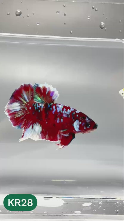 Golden Star Dust Galaxy Plakat Male Betta Fish | Super Rare | You Pick Fish