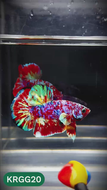 Golden Star Dust Galaxy Plakat Male Betta Fish | Super Rare | You Pick Fish