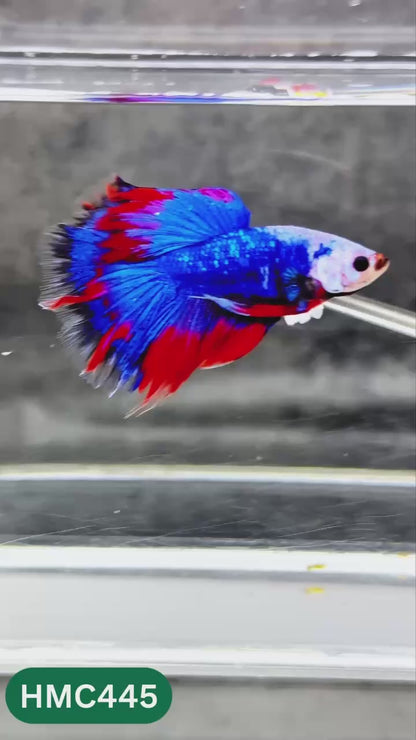 Multicolor Halfmoon Male Betta Fish | Order Directly From Farm | You Pick Fish