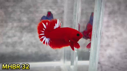Hellboy Plakat Male Betta Fish | Order Directly From Farm | You Pick Fish