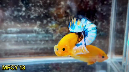Yellow Fancy Male Betta Fish | Order Directly From Farm | You Pick Fish
