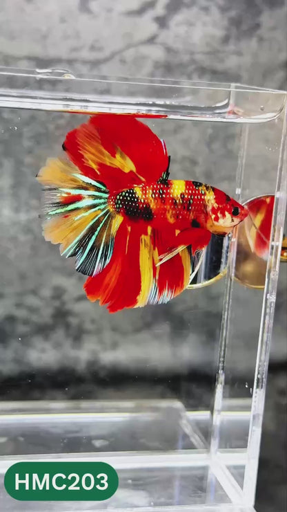 Multicolor Halfmoon Male Betta Fish | Order Directly From Farm | You Pick Fish