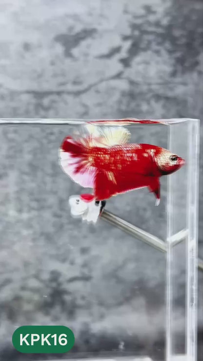 Multicolor Plakat Male Betta Fish |Show Grade|  You Pick Fish