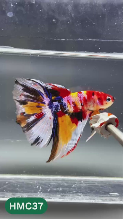 Multicolor Halfmoon Male Betta Fish | High Grade | Order Directly From Farm |  You Pick Fish