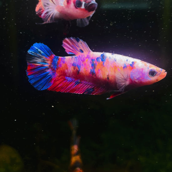 Female Giant Betta Fish Sorority