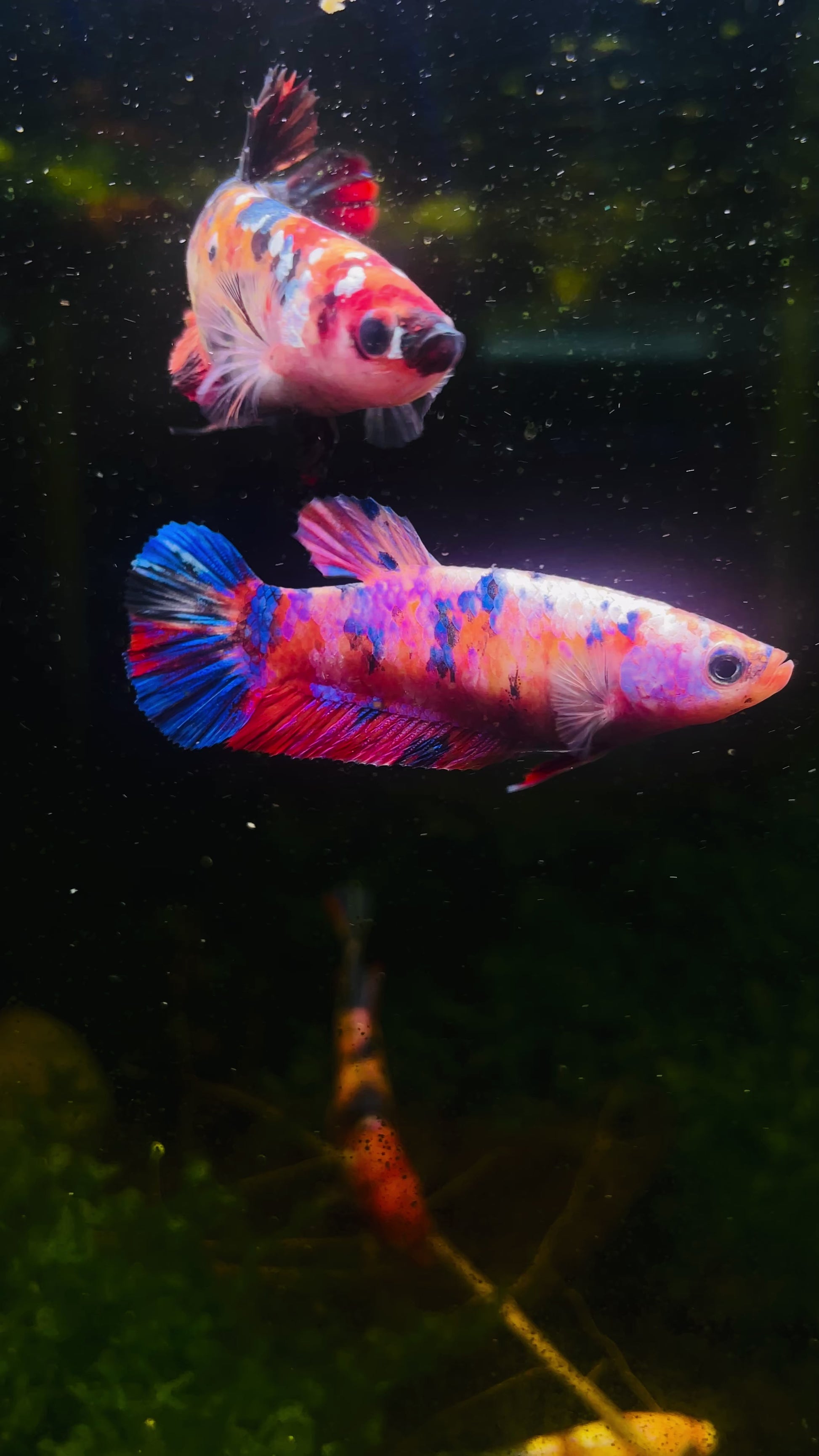 Female Giant Betta Fish Sorority