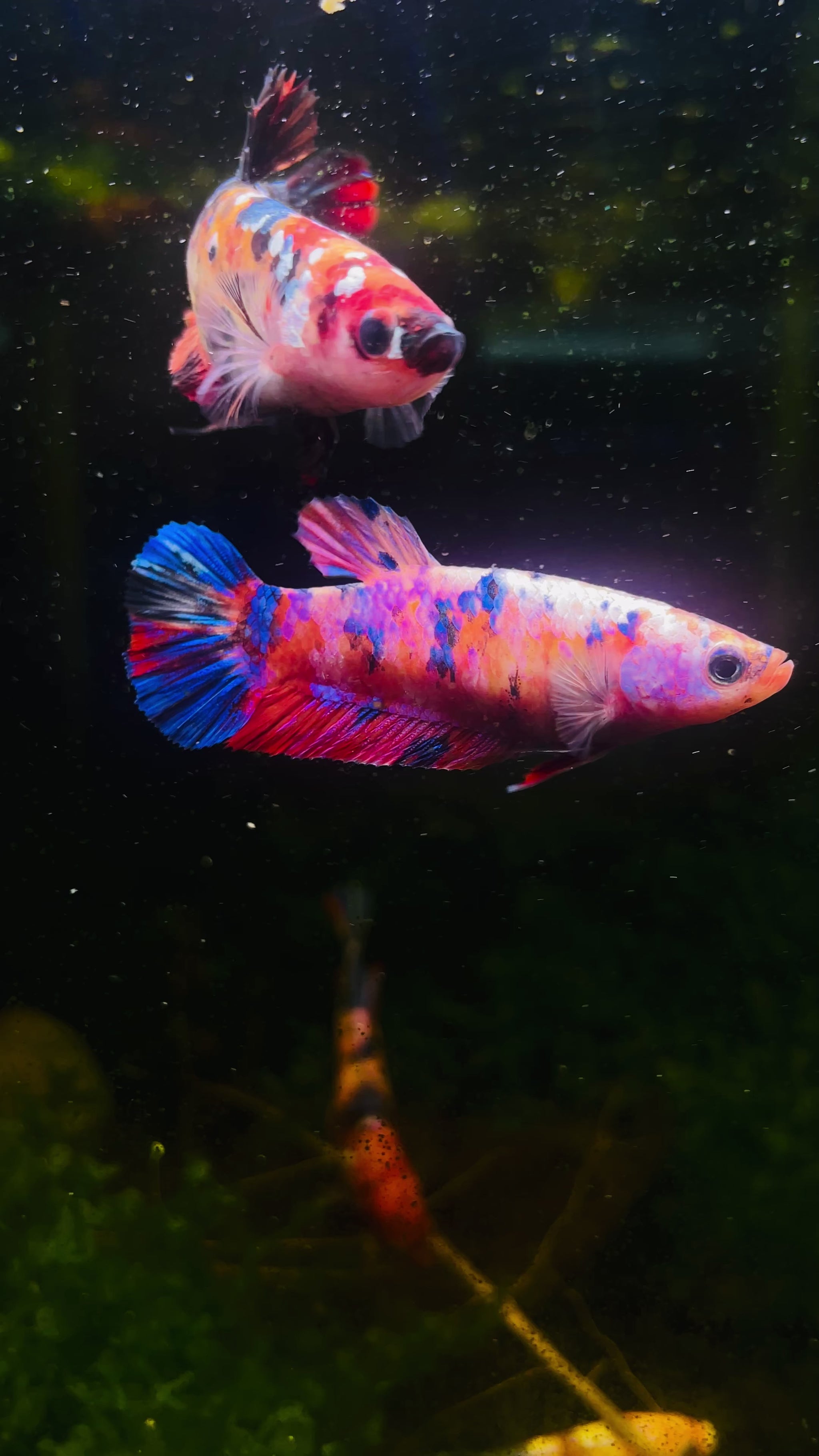 Female Giant Betta Fish Sorority