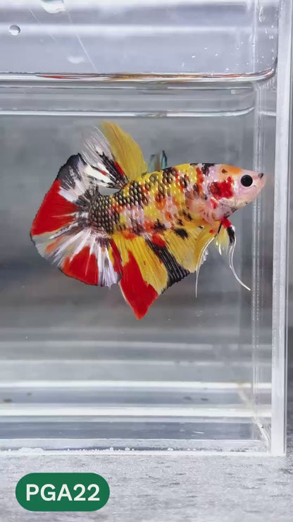 King Giant Plakat Male Betta Fish | You Pick Fish | High Grade