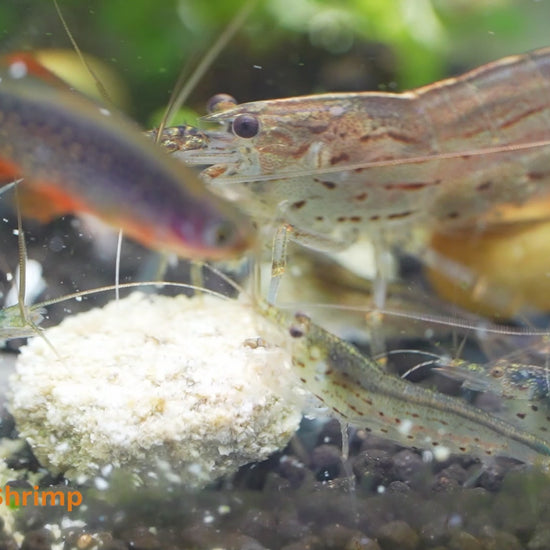 Amano Shrimp