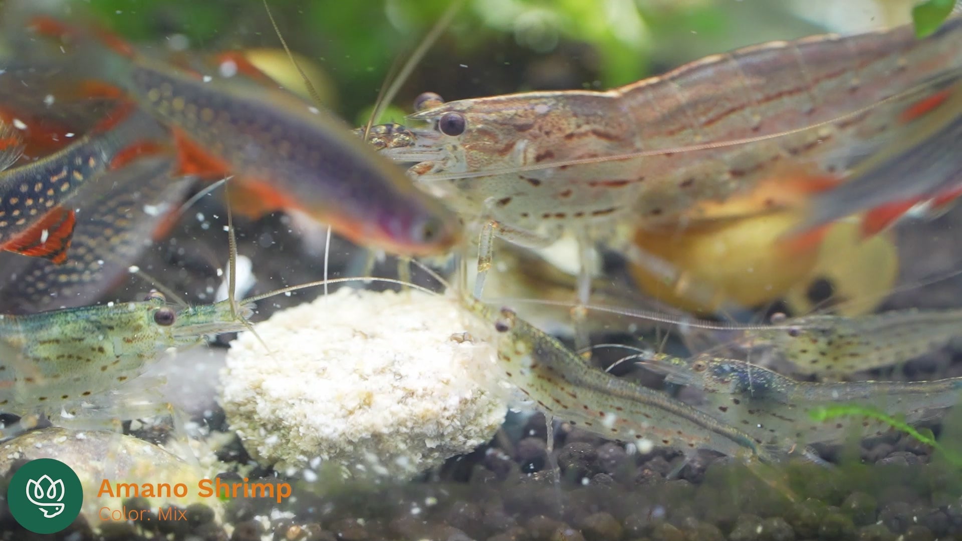 Amano Shrimp