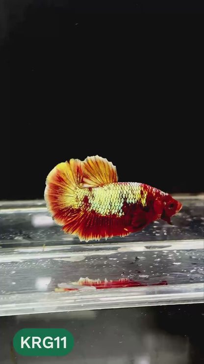 Koi Red Gold Galaxy Plakat Male Betta Fish | You Pick Fish