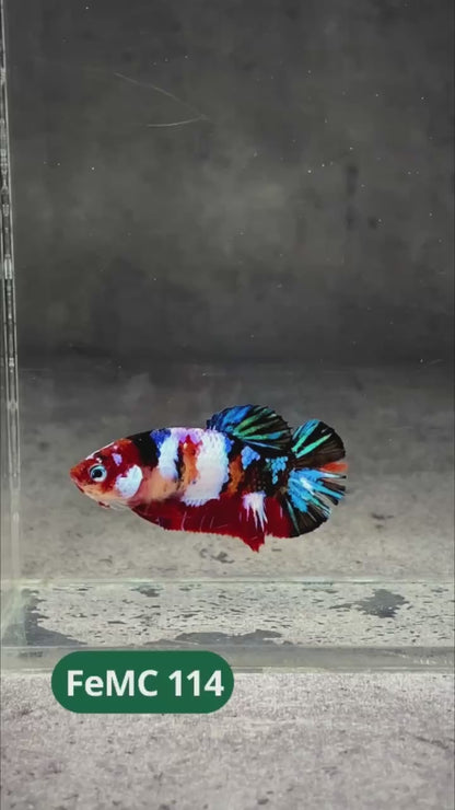 Multicolor Female Betta Fish | You Pick Fish | High Grade