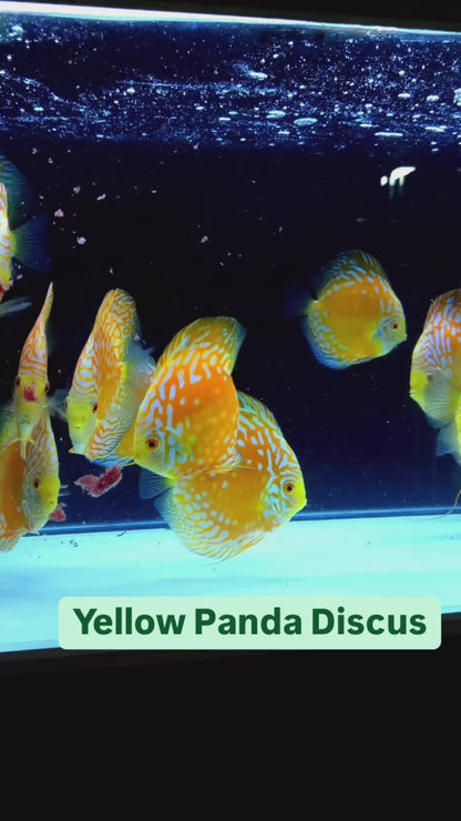 Yellow Panda Discus Fish