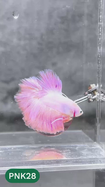 Pink Halfmoon Male Betta Fish | You Pick Fish | Order Directly From Farm