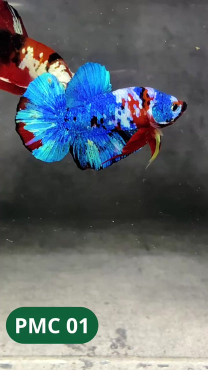 Multicolor Plakat Male Betta Fish |Show Grade|  You Pick Fish