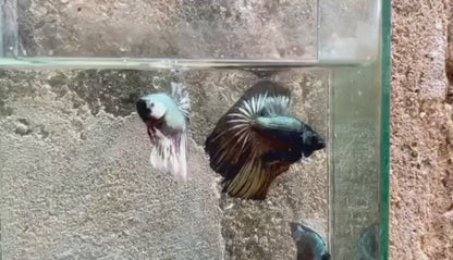 Black Copper Halfmoon Male Betta Fish