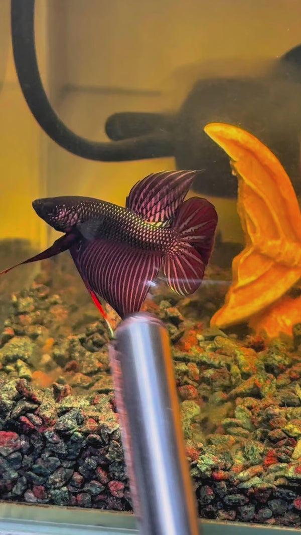 Wild Smaragdina Copper Male Betta Fish — Swimming Video