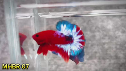Hellboy Plakat Male Betta Fish | Order Directly From Farm | You Pick Fish