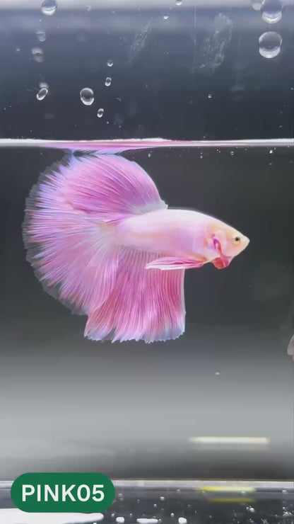 Pink Halfmoon Male Betta Fish | You Pick Fish | Order Directly From Farm