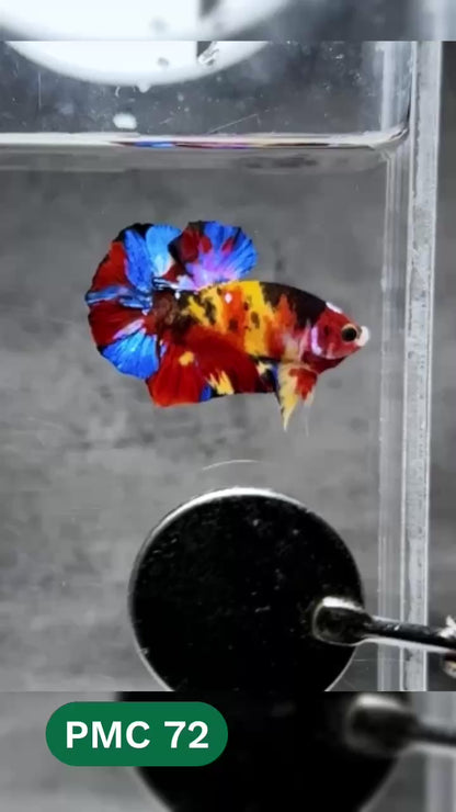 Multicolor Plakat Male Betta Fish |Show Grade|  You Pick Fish