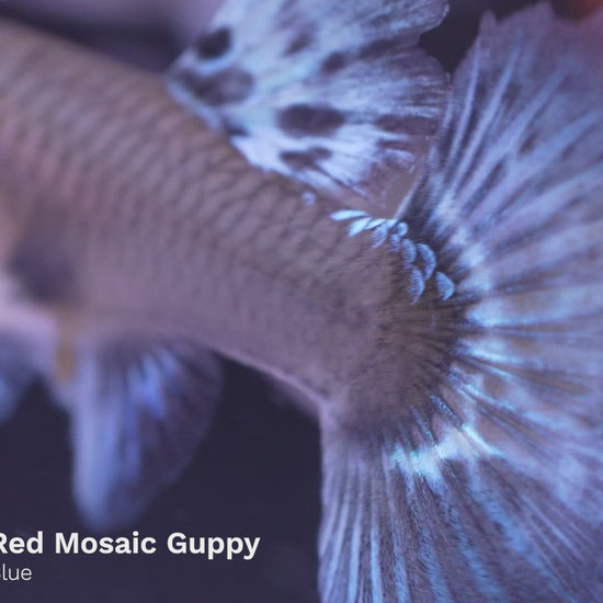 Dumbo Red Mosaic Guppy