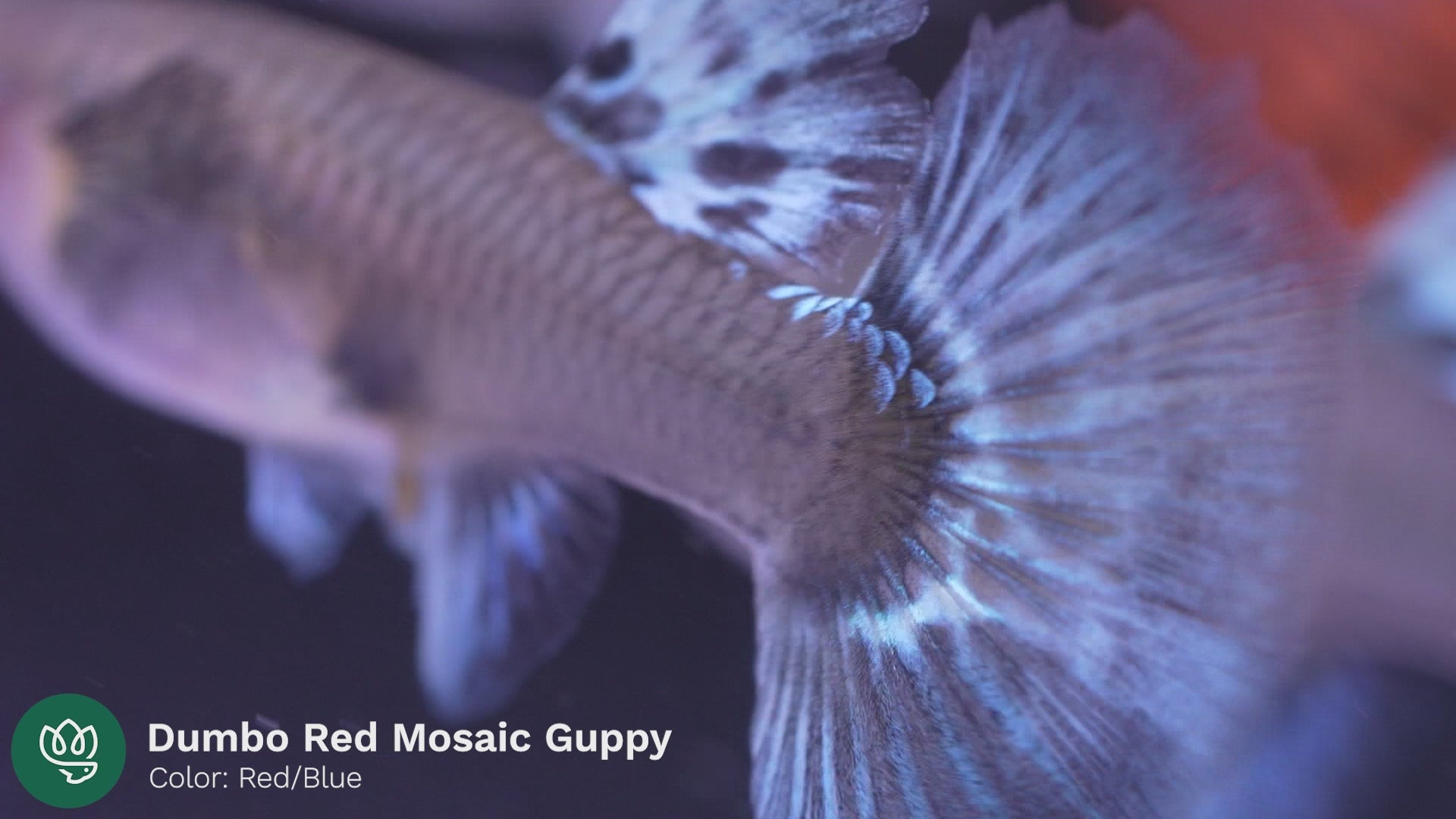 Dumbo Red Mosaic Guppy