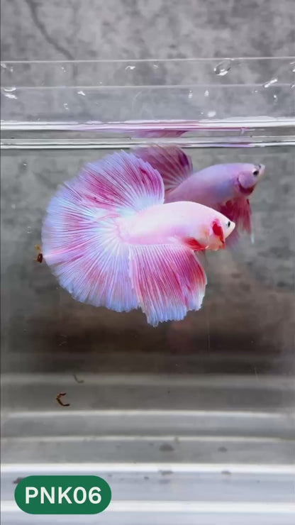 Pink Halfmoon Male Betta Fish | You Pick Fish | Order Directly From Farm