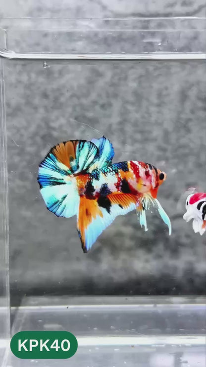 Multicolor Plakat Male Betta Fish |Show Grade|  You Pick Fish