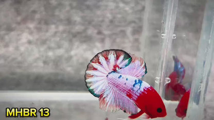 Hellboy Plakat Male Betta Fish | Order Directly From Farm | You Pick Fish