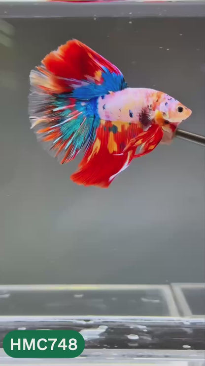 Multicolor Halfmoon Male Betta Fish | High Grade | Order Directly From Farm |  You Pick Fish |
