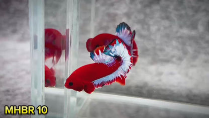 Hellboy Plakat Male Betta Fish | Order Directly From Farm | You Pick Fish