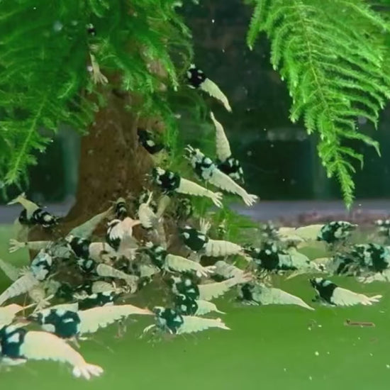 Black Pinto Caridina Shrimp