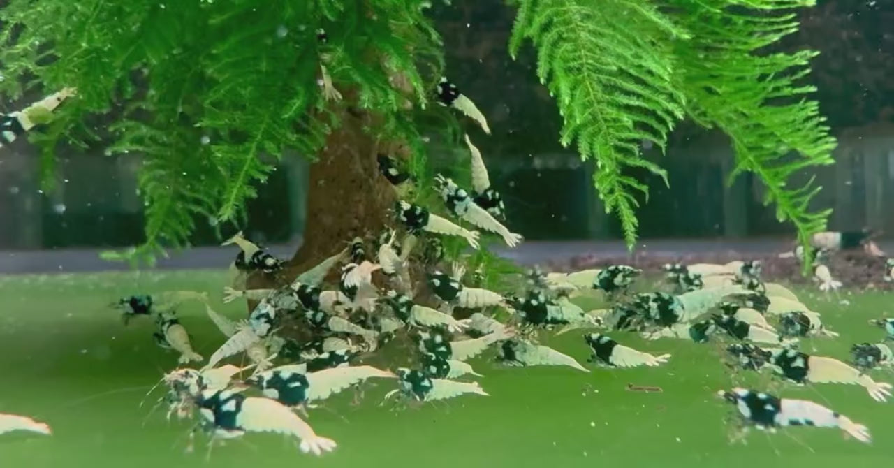 Black Pinto Caridina Shrimp