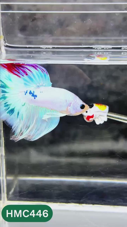 Multicolor Halfmoon Male Betta Fish | Order Directly From Farm | You Pick Fish