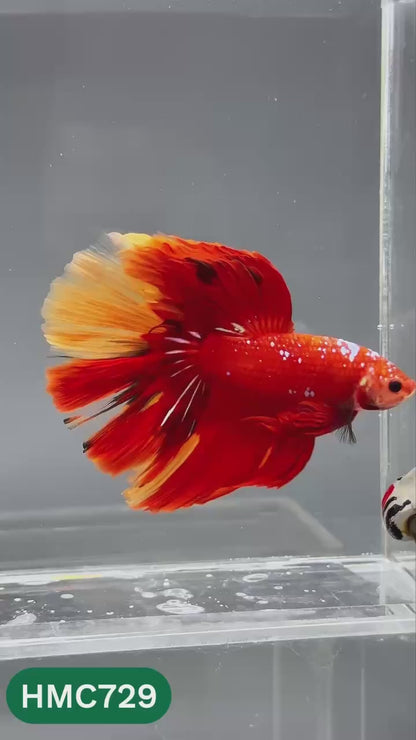 Multicolor Halfmoon Male Betta Fish | High Grade | Order Directly From Farm |  You Pick Fish |