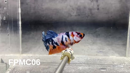 Multicolor Female Betta Fish | You Pick Fish  | High Grade