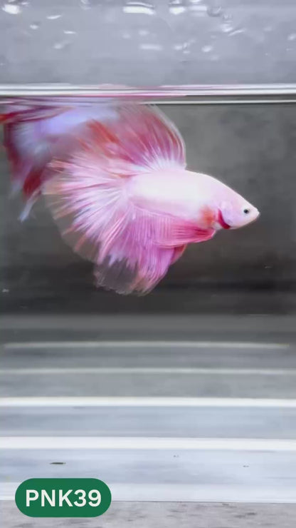 Pink Halfmoon Male Betta Fish | You Pick Fish | Order Directly From Farm