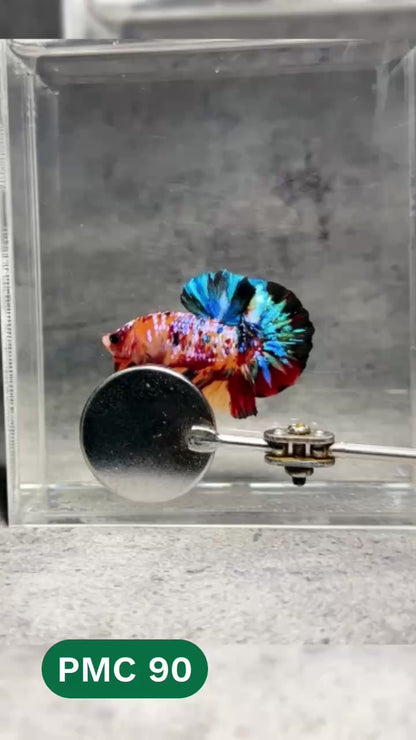 Multicolor Plakat Male Betta Fish |Show Grade|  You Pick Fish