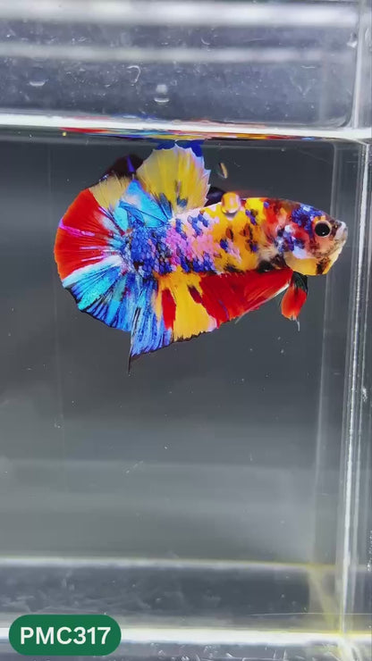 Multicolor Plakat Male Betta Fish | Show Grade |  You Pick Fish