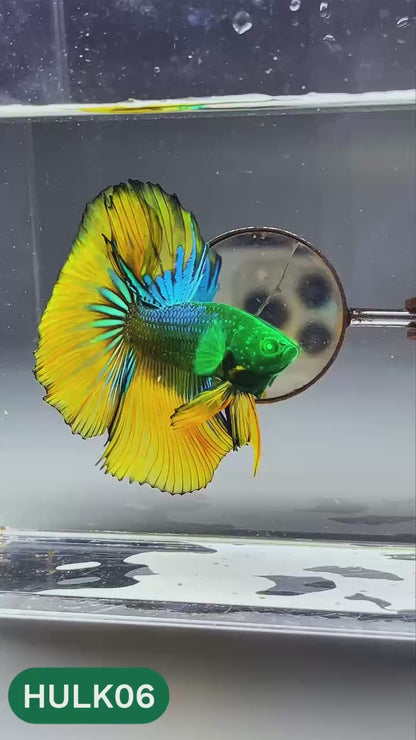 Black Hulk Halfmoon Male Betta Fish | You Pick Fish