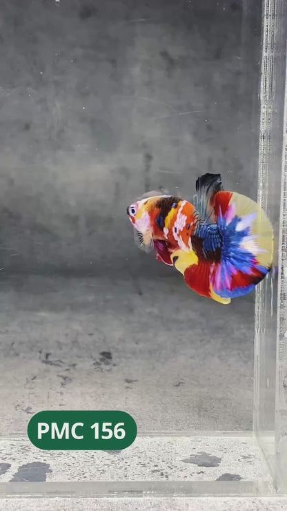 Multicolor Plakat Male Betta Fish |Show Grade|  You Pick Fish