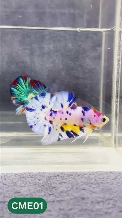 Multicolor Metallic Plakat Male Betta Fish | You Pick Fish | Exclusive Grade