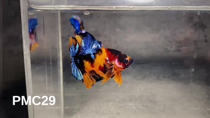 Multicolor Plakat Male Betta Fish |Show Grade|  You Pick Fish