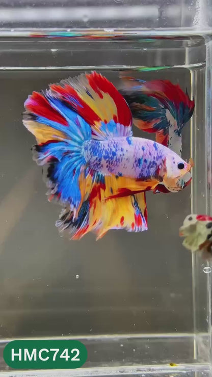 Multicolor Halfmoon Male Betta Fish | High Grade | Order Directly From Farm |  You Pick Fish |