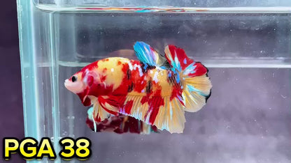 King Giant Plakat Male Betta Fish | You Pick Fish | High Grade