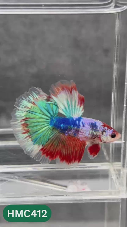 Multicolor Halfmoon Male Betta Fish | Order Directly From Farm | You Pick Fish