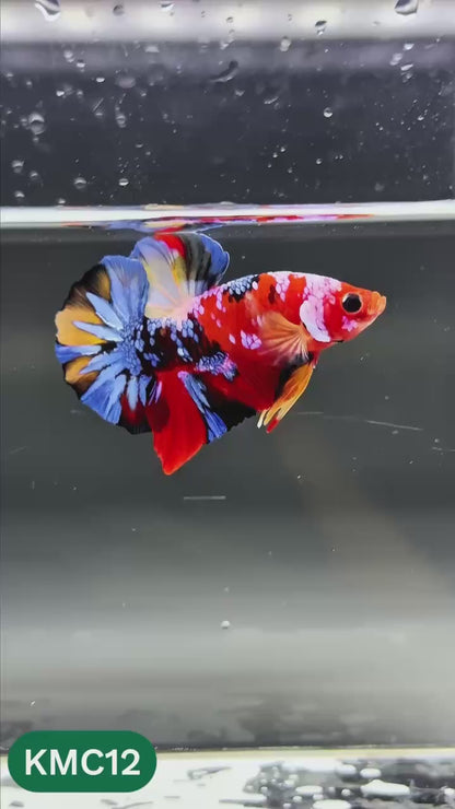 Multicolor Yellow Base Plakat Male Betta Fish | Order Directly From Farm |  You Pick Fish