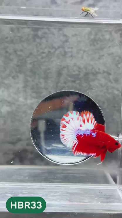 Hellboy Plakat Male Betta Fish | Order Directly From Farm | You Pick Fish