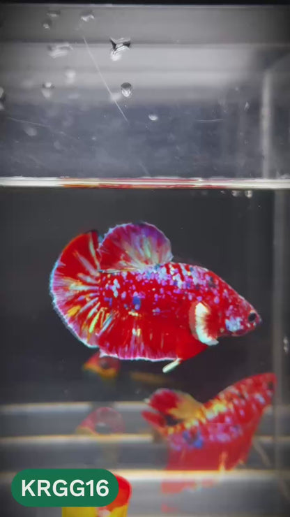 Golden Star Dust Galaxy Plakat Male Betta Fish | Super Rare | You Pick Fish